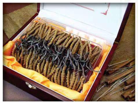 横栏镇冬虫夏草回收